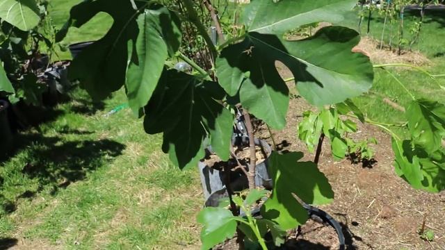 Prepping the Fig Trees for Spring: Important Steps смотреть онлайн