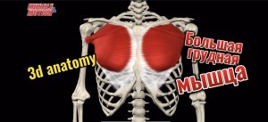 3d anatomy. Большая грудная мышца.