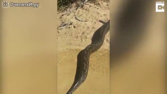 Змея перешла дорогу