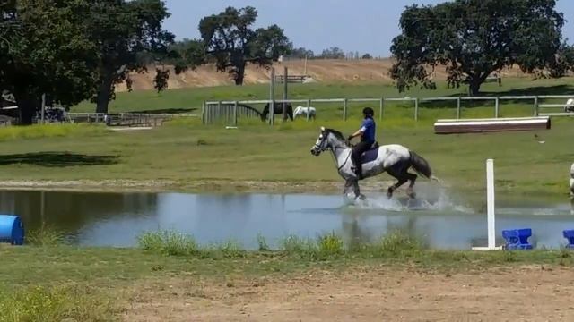 Friesian Sport Horse jumping - Ebony and Sharon - Shepherd Ranch смотреть онлайн