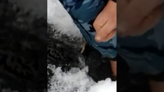 щука 15кг Калининград город Багратионовск смотреть онлайн