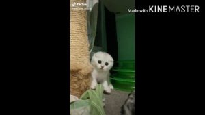 (Клип) а может любовь поможет