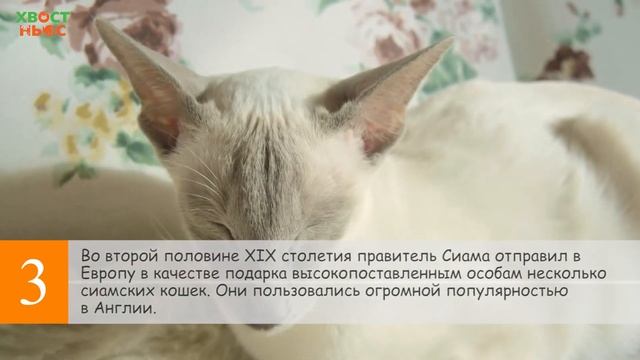 Это интересно! Сиамская кошка ? смотреть онлайн