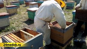 Семья-стартер без расплода