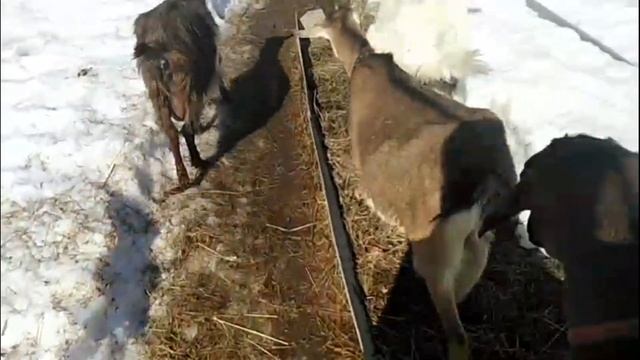 Все по честному,без обмана,сыр не получился. смотреть онлайн