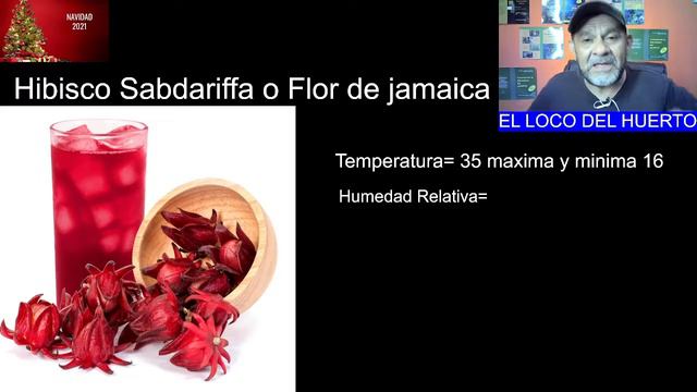 Cultivar Flor de Jamaica: Variedades y Cultivo. смотреть онлайн