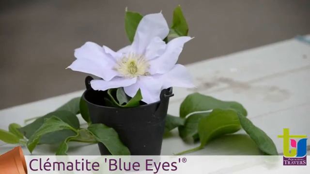 Clématite 'Blue Eyes'® - Pépinières TRAVERS - Spécialiste des plantes grimpantes смотреть онлайн