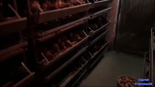 ??МНОГО яиц, как этого добиться! смотреть онлайн