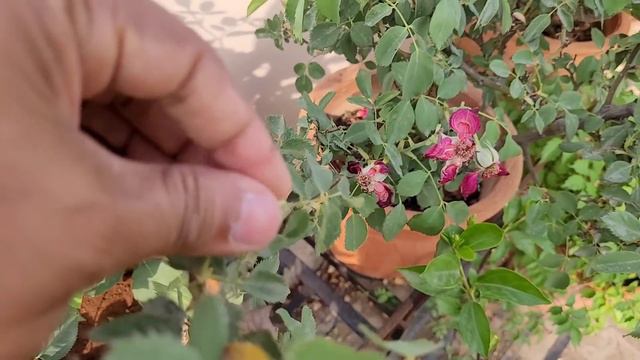 Top 12 fragrant/ Scented/ Aromatic/ Permanent flower plants india, भारत के खुशबुदार फूलों वाले पौधे смотреть онлайн