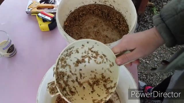 Как Прорастить Пшеницу?//Как Быстро Прорастить Зерно для Кур Несушек?Витаминная Добавка смотреть онлайн