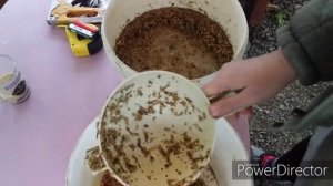 Как Прорастить Пшеницу?//Как Быстро Прорастить Зерно для Кур Несушек?Витаминная Добавка