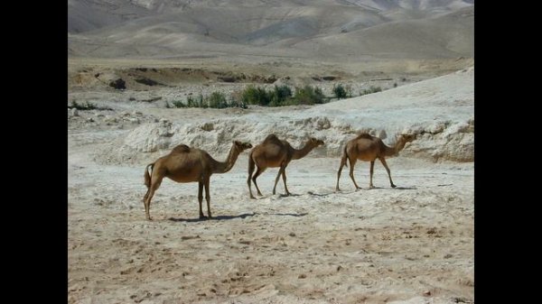 Урок 18 Добрый самарянин