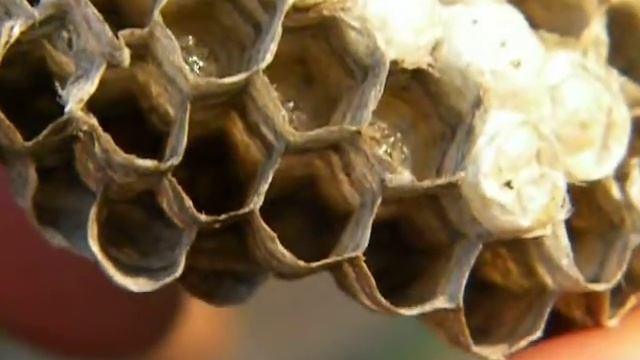 Домостроение Pro