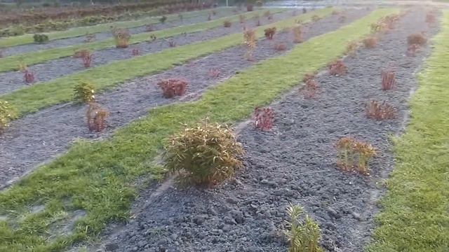 Piwoniowy ogródek :-) смотреть онлайн