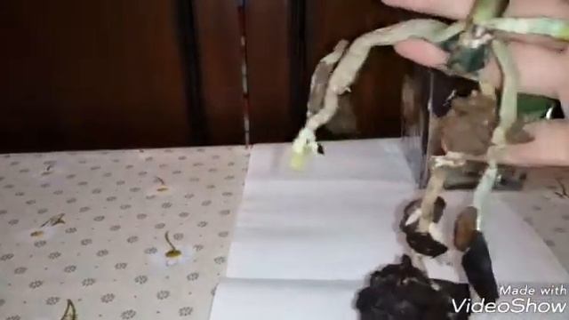 как РЕАНИМИРОВАТЬ ОРХИДЕЮ? | ЗАКРЫТАЯ СИСТЕМА ПОСАДКИ смотреть онлайн