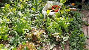 мой Суперогород! Баклажан Андрюша, Астры от Биотехники.