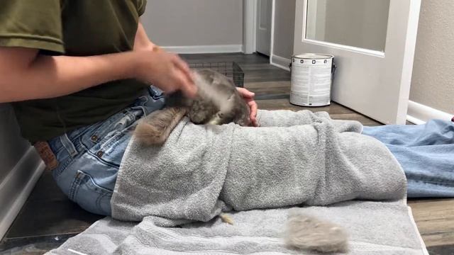 BrushingChinchillaFur смотреть онлайн