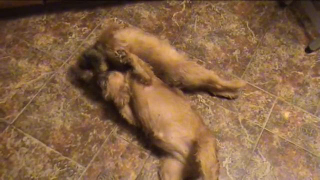 Две подружки смотреть онлайн