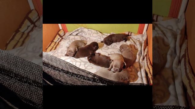 пти брабансон.изабеловый окрас.питомник Атака Гриффонов. #puppy #щенки #griffon #cute #брабансон