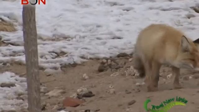 Foxes become friends with people in the desert in Xinjaing-China Travel New Links-Episode 176-BONTV смотреть онлайн