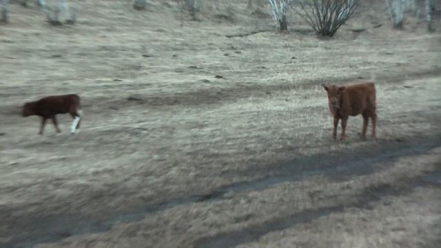 Коровы, телята. Смешно и весело. смотреть онлайн