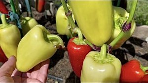 Сладкий перец в открытом грунте.