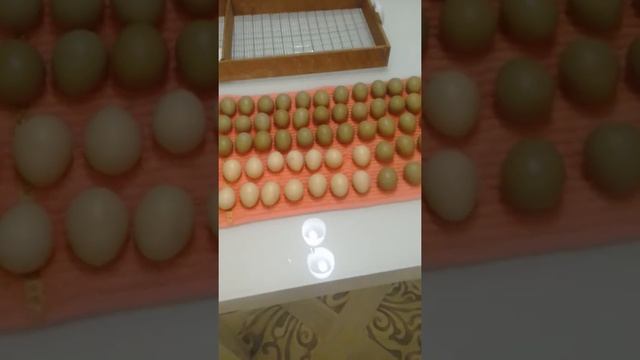 Инкубационное яйцо фазанов. смотреть онлайн