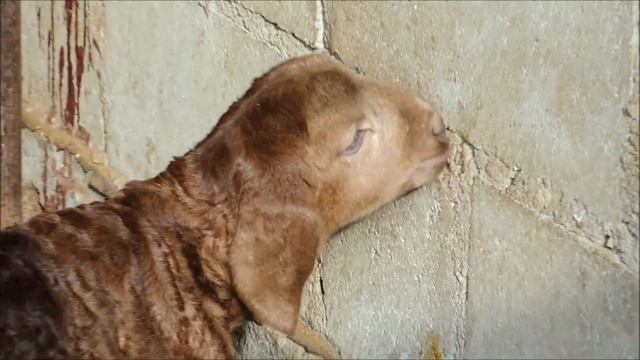 Гиссарские овцы смотреть онлайн