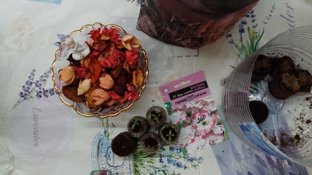 Видеообзор. Эустома - 2,5 месяца. смотреть онлайн