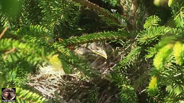 Птенцы дрозда рябинника в гнезде. Гнездо рябинника, как выглядят птенцы дрозда-рябинника. Видео 01. смотреть онлайн