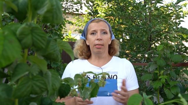 Как ухаживать за малиной??? смотреть онлайн