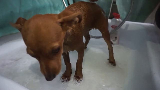 Джипси нашел свою семью! Троекратное Ура! Ура! Ура!