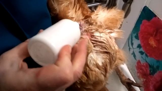 Куриное яйцо в крови,первая помощь курочке смотреть онлайн