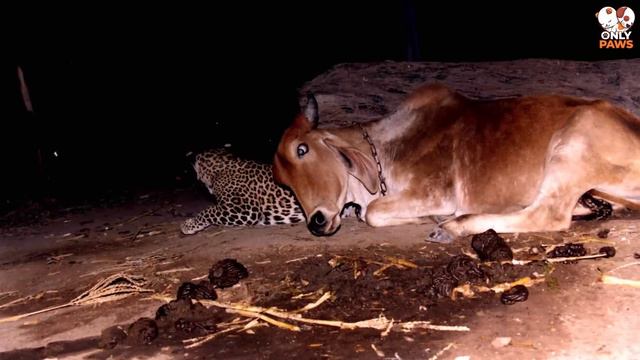 Ein Bauer stellte eine Kamera auf, um zu sehen, warum ein Leopard nachts eine Kuh besucht😭 смотреть онлайн