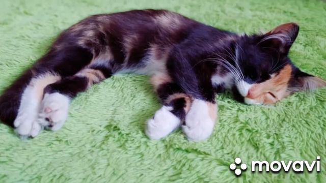 Как спят котята и взрослые коты.🐈 смотреть онлайн