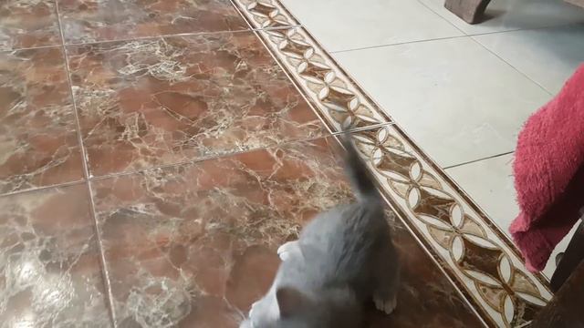Папа играет с котенком Максом. Новый питомец у меня дома смотреть онлайн