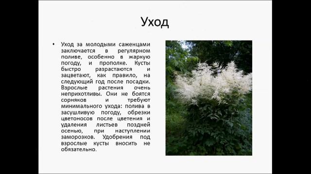 Арункус – украшение сада смотреть онлайн