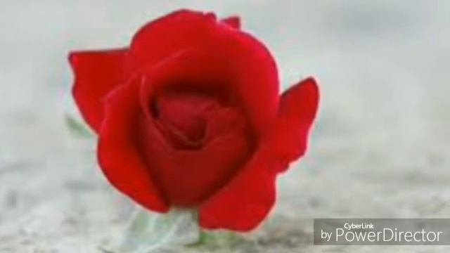 Картинки на тему любовь приятного просмотра смотреть онлайн