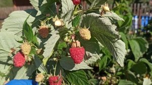 Ремонтантная малина АМИРА! Красавица! Даже в сложный год! г.Омск