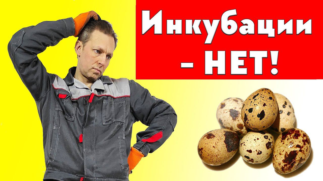 Почему я перестал инкубировать перепелов самостоятельно смотреть онлайн