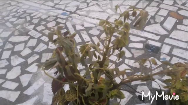 Coleus plant care tips podha growing method isko dekhe coleus kabhi nhi meraga (कोलियस)sunder leave смотреть онлайн