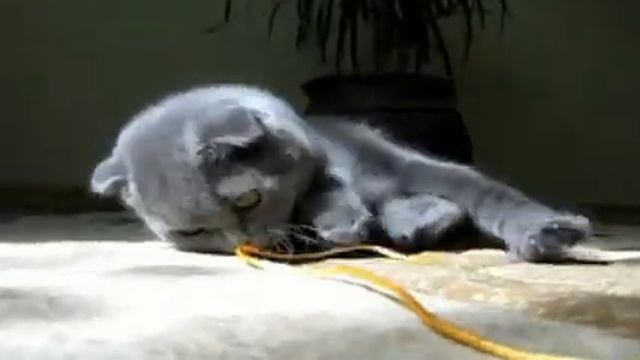 Котенок скоттиш фолд смотреть онлайн