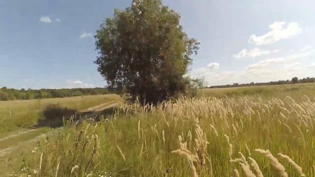 Полевые цветы смотреть онлайн