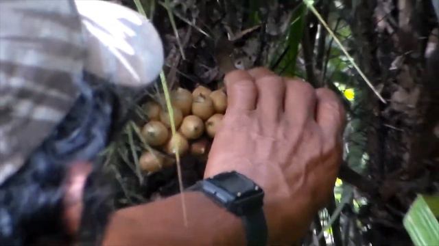 Marajá (Bactris major) e bombaca na selva amazônica. Arraial de São Francisco, Alvarães, Amazonas. смотреть онлайн