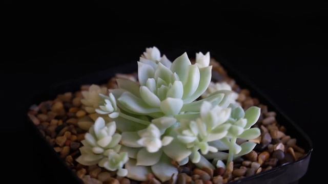 Echeveria prolifica f. variegata смотреть онлайн