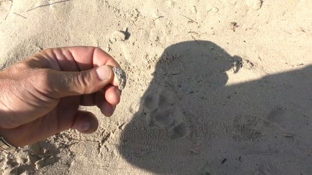 ВО ПОВЕЗЛО! ТАКИХ БОГАТЫХ НАХОДОК я еще НЕ ВИДЕЛ! НЕ ЗРЯ ПЕРЕКОПАЛИ весь пляж! Коп с RUTUS ALTER 7 смотреть онлайн