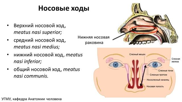 Возрастная анатомия носа смотреть онлайн