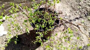 Спирея Грефшейм. Невеста. Размножение, уход и посадка спиреи. Неприхотливый сад.