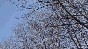 9 мая народный праздник Стрепанов день. Глафира Горошница. Народные приметы и традиции. Запреты дня