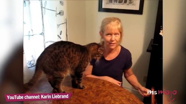 Top 10 Funny Tricks to Teach Your Cat смотреть онлайн